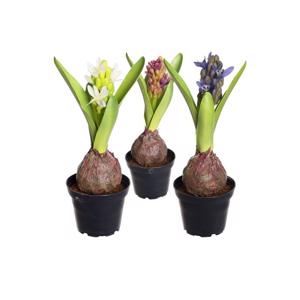 Hyacint i potte 22 cm